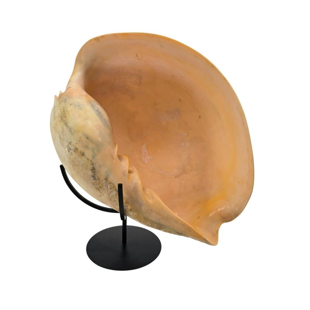Large Shell Natural Touna Olearium Tun Decorative Accent Piece With Stand JE254